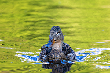 Image showing female mallard duck swimming towards the camera