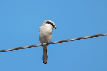 Image showing great grey shrike on electirc wire