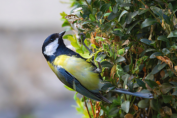 Image showing great tit foraging for food on a bush