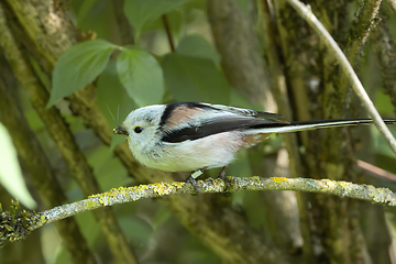 Image showing long tailed tit in natural habitat