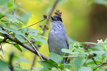 Image showing male eurasian blackcap in the bushes