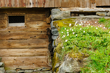 Image showing Rustic wooden barn wall with blooming white flowers on lush gree