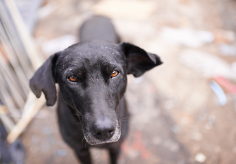 Image showing Outdoor, face and abandoned dog with sad look in street, homeless and lost for help or adoption. Closeup, pet and animal rescue for charity with need for care, support and love or protection.