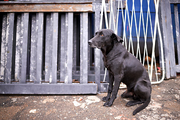 Image showing Outdoor, street and abandoned dog with sad look in homeless, lost and ready for help or adoption. Domestic, pet and animal rescue for charity with need for care, support and love or protection.