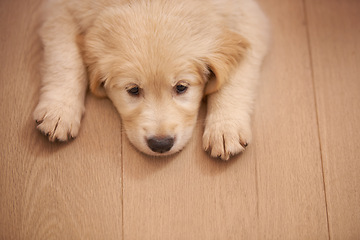 Image showing Puppy, portrait and rest with wood, floor and tired or sad with pet at home or house. Golden retriever, animal and dog with sleepy, bored or depressed from exhausted play or unhappy from high angle