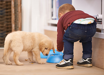 Image showing Child, puppy and bowl with home, food and pet with love at house. Kid, dog and golden retriever or hungry labrador with youth, bonding or sharing together with responsibility for animals or pets