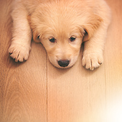 Image showing Dog, portrait and rest with wood, floor and paw or sad with pet at home or house. Golden retriever, animal and puppy with sleepy, bored or depressed from exhausted play or unhappy from high angle