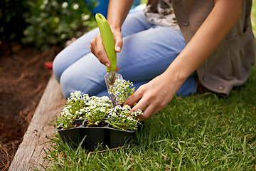 Image showing Nature, flowers and human by plant for gardening, landscaping and growth outdoor in grass, soil or backyard. Sweet alyssum, shovel and gardener with vegetation in eco friendly container, box or herbs