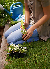 Image showing Zen, flowers and human by plant for gardening, landscaping and growth outdoor in grass, soil or nature. Sweet alyssum, shovel and gardener with vegetation in eco friendly container, box or herbs