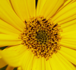 Image showing Dwarf sunflower, flower closeup and nature with environment, spring and natural background. Ecology, landscape or wallpaper with plant in garden or park, growth and yellow with blossom for botany