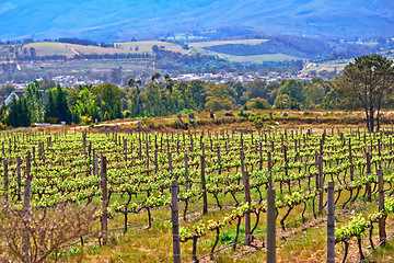 Image showing Vineyard, farming and plants in field, nature and environment with greenery in outdoor countryside. Natural landscape, agriculture for sustainability and agro business in winelands with ecology