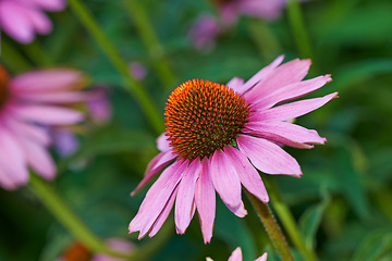 Image showing Coneflower, nature and flowerbed on spring closeup, medicinal plant for fresh vegetation. Pollen and ecology or biodiversity or environmental sustainability, Echinacea purpurea or growth or earth day