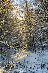 Image showing sunny winter forest