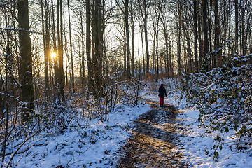 Image showing sunny winter forest with footpath