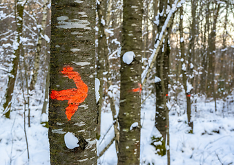 Image showing marked stems in a winter forest