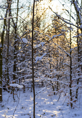 Image showing sunny winter forest