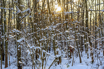Image showing sunny winter forest