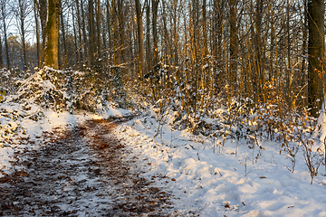 Image showing sunny winter forest with footpath