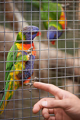 Image showing Hand, person and parrots in a cage, nature and habitat with bird sanctuary, zoo and environment. Human, animals or ecology with feathers or wildlife in a park with garden, outdoor or sustainability