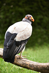 Image showing Vulture or bird, branch and nature in zoo for food, relaxation and standing in landscape. Wildlife, carnivore animal or bird with feathers in outside environment with wooden and grass in countryside