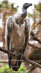 Image showing Griffon vulture or bird, branch and outdoors in nature with feathers, landscape or farm to hunt food. Wildlife, carnivore animal or prey in zoo environment with tress and grass in countryside