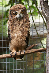 Image showing Animal, zoo and bird with owl in nature for environment, wildlife and predator. Farm, endangered species and habitat with wood in outdoors of park sanctuary for curious, mammal and exotic aviary