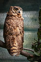 Image showing Animal, zoo and tree with owl in nature for environment, wildlife and predator. Farm, endangered species and habitat with bird in outdoors of park sanctuary for curious, mammal and exotic aviary