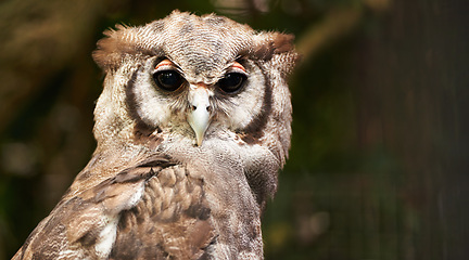 Image showing Bird, owl and relax in outdoors, wildlife and nocturnal animal in zoo enclosure or aviary sanctuary. Animal, peace and calm predator in nature or forest and closeup, relax and fly creature outside