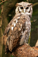 Image showing Bird, owl and relax in outdoors, species and nocturnal animal in zoo enclosure or branch in sanctuary. Animal, peace and calm predator in nature or forest and closeup, relax and fly creature outside