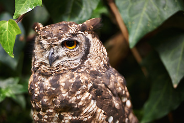 Image showing Bird, owl and relax in outdoors, nature and nocturnal animal in zoo enclosure or sanctuary. Animal, peace and calm predator in nature or forest and closeup, relax and fly creature isolated outside