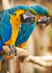 Image showing Parrots, cage and feathers with nature, pet and park with birds sanctuary and natural with wildlife or habitat. Avian, sustainability and tropical species with wings and zoo with ecosystem and garden