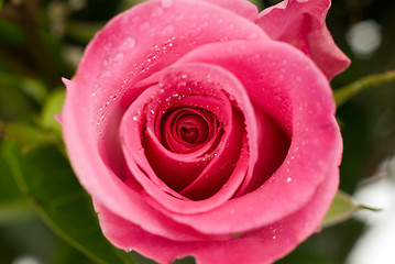 Image showing Single Rose