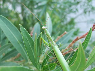 Image showing chilling mantis