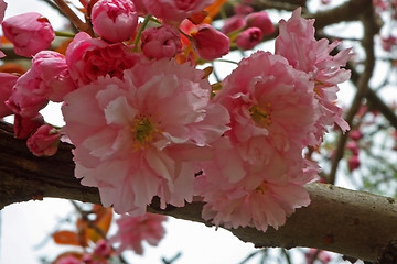 Image showing cherry blossom