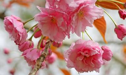 Image showing cherry blossom