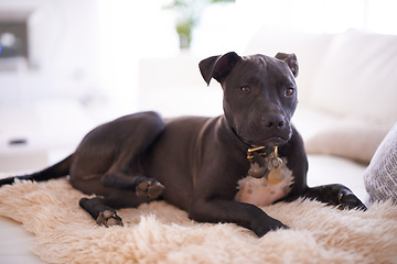 Image showing Home, pitbull and dog with a blanket, relax and morning with apartment and calm in a living room. Animal, house and pet in a lounge, furry and peaceful with canine and best friend with loyalty