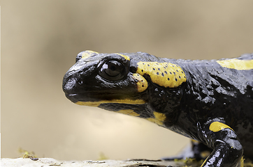 Image showing closeup of fire salamander in natural habitat