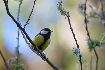 Image showing great tit in beautiful light