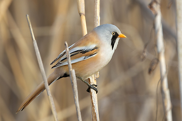 Image showing male bearded reedling perched on reed twig