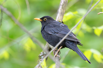 Image showing male common blacbird perched on branch