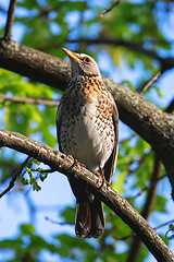 Image showing male fieldfare perched on tree