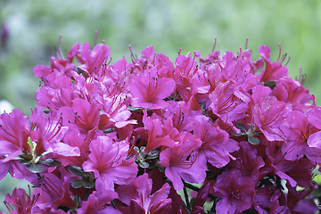 Image showing pink Rhododendron molle flowers