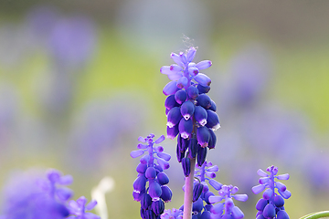 Image showing Pseudomuscari azureum over out of focus background