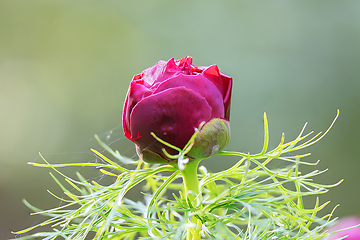 Image showing steppe peony closeup focus stack