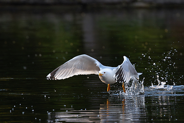 Image showing yellow legged gull taking flight