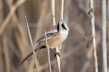 Image showing awesome male bearded reedling