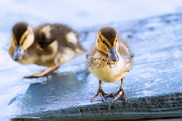 Image showing awesome newborn mallard ducklings