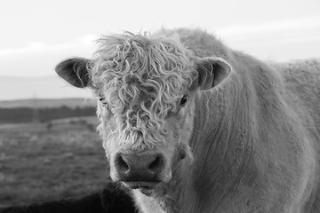 Image showing black and white portrait of a galloway bull