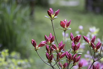 Image showing buds of Rhododendron molle Hiroka