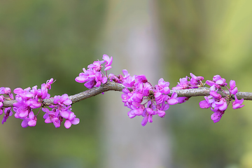 Image showing Cercis chinensis in full bloom